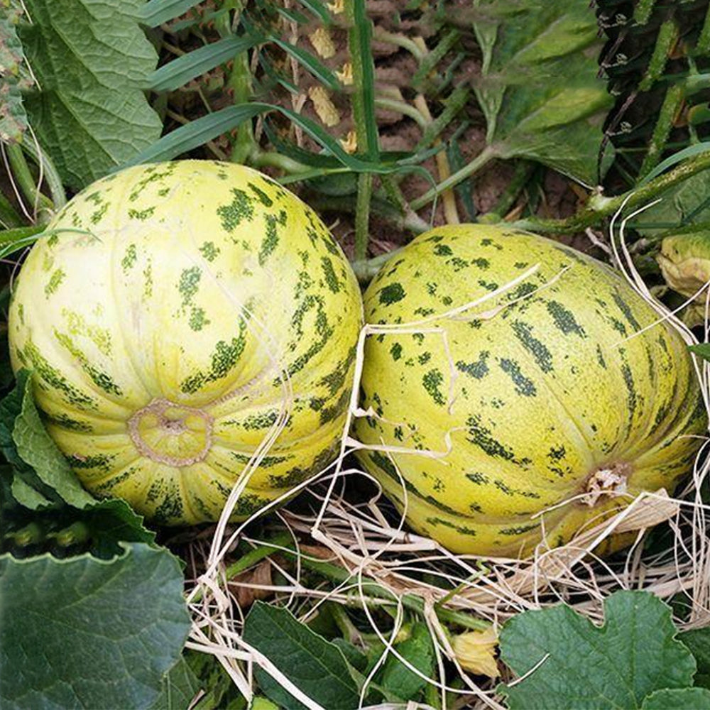 5 Bags (50 Seeds / Bag) of 'Flower Fairy' Melon Seeds, Hybrid F1 Aromatic Sweet Melon