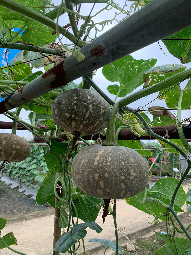 Xiangmi Small Pumpkins