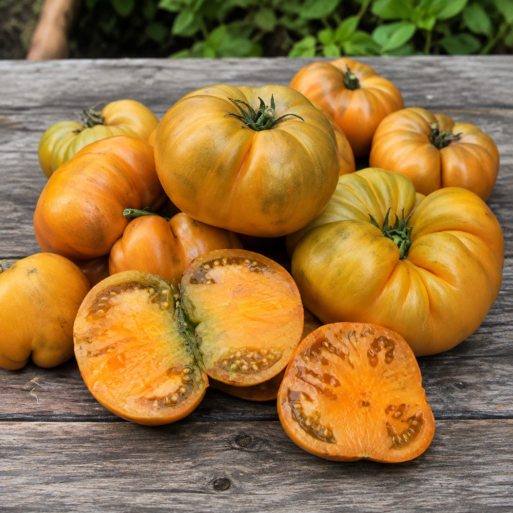 126 Dwarf Uluru Ochre Tomato