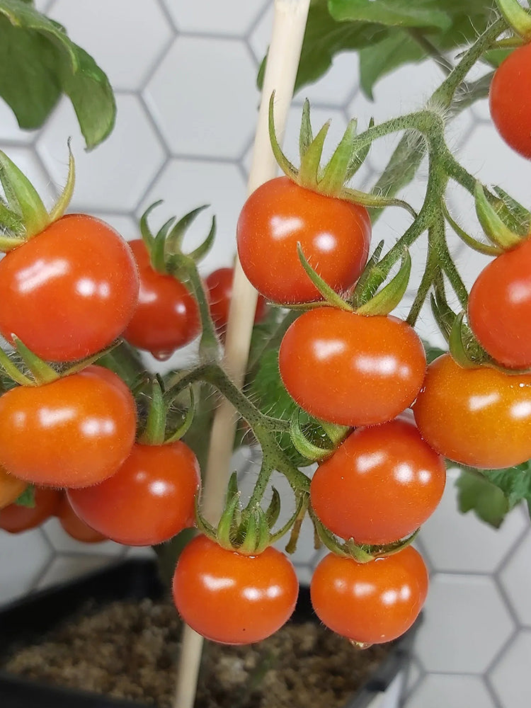 Delice de Neuilly Microdwarf Tomato