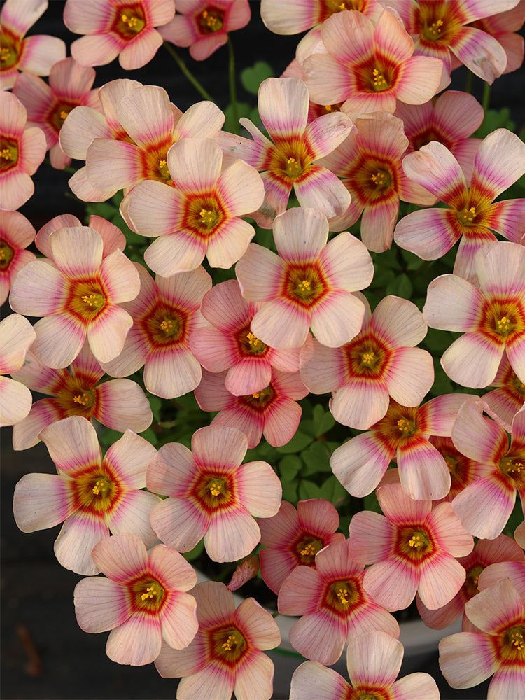 Oxalis 'Red Panda'