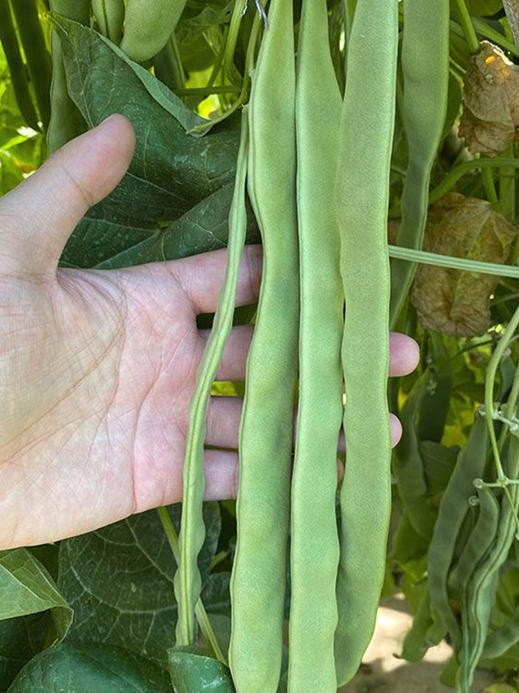 Huajun No.10 Snow Beans