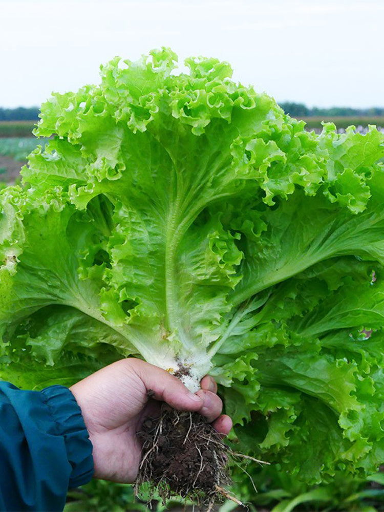 Xishuai Lollo Bionda Lettuce