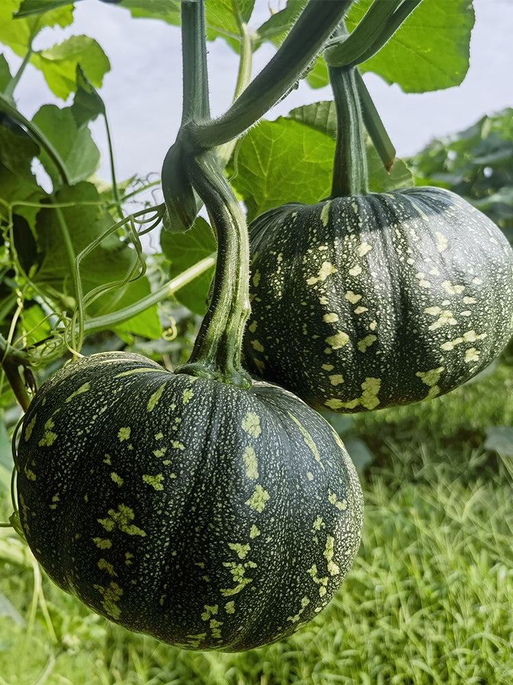Mibei 308 Pumpkins
