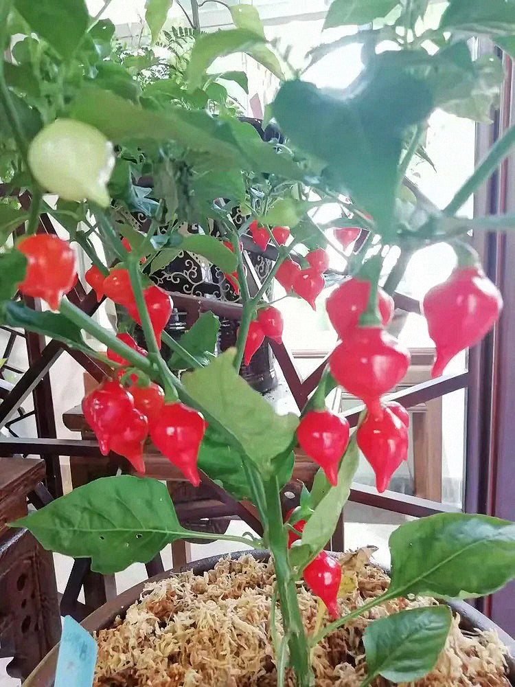 Fruit-flavored Lantern Peppers