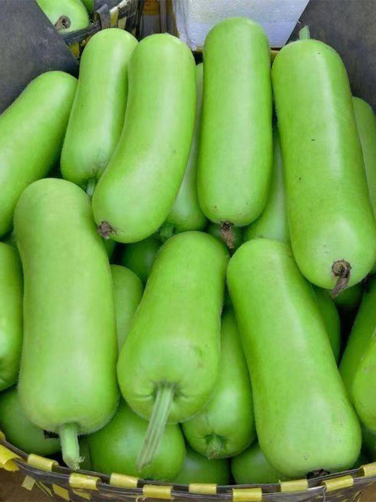 'Zhepu No.9' Bottle Gourds