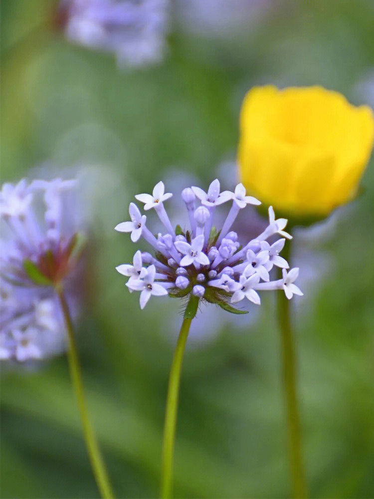 Blue Woodruff (Asperula orientalis)