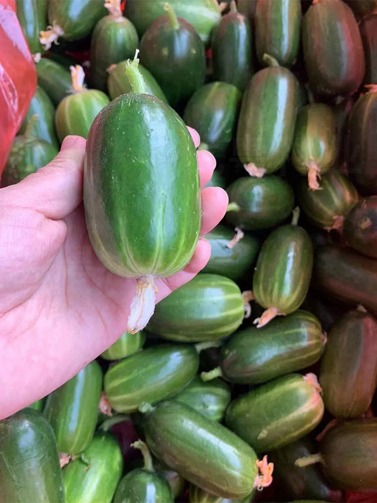 Jintong & Yunü Mini Fruit Cucumbers