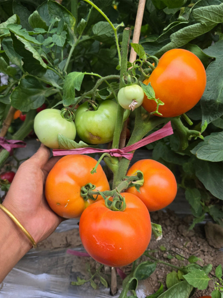Dwarf Fraser Gem Tomato