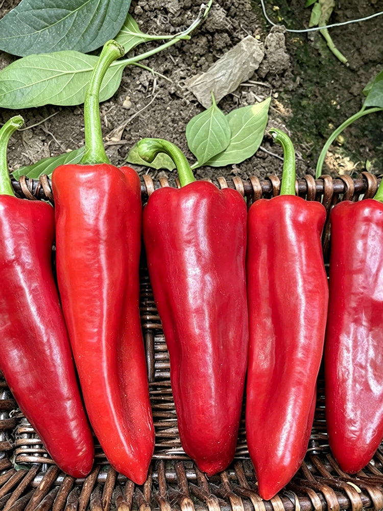 Premium Spicy Red Pickled Pepper