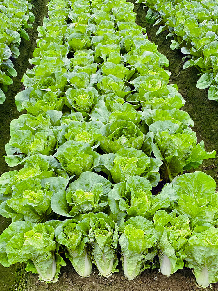 All-season Fast-growing Bok Choy