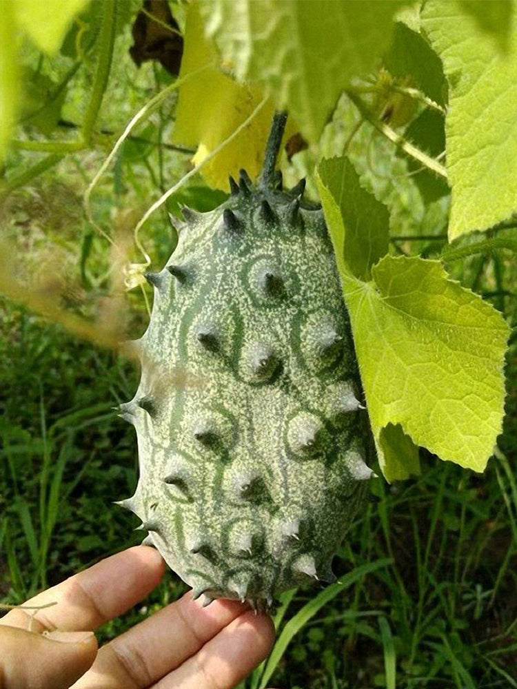 Kiwano Melon