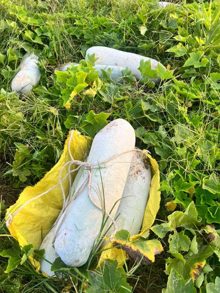 Fenbailong Wax Gourds
