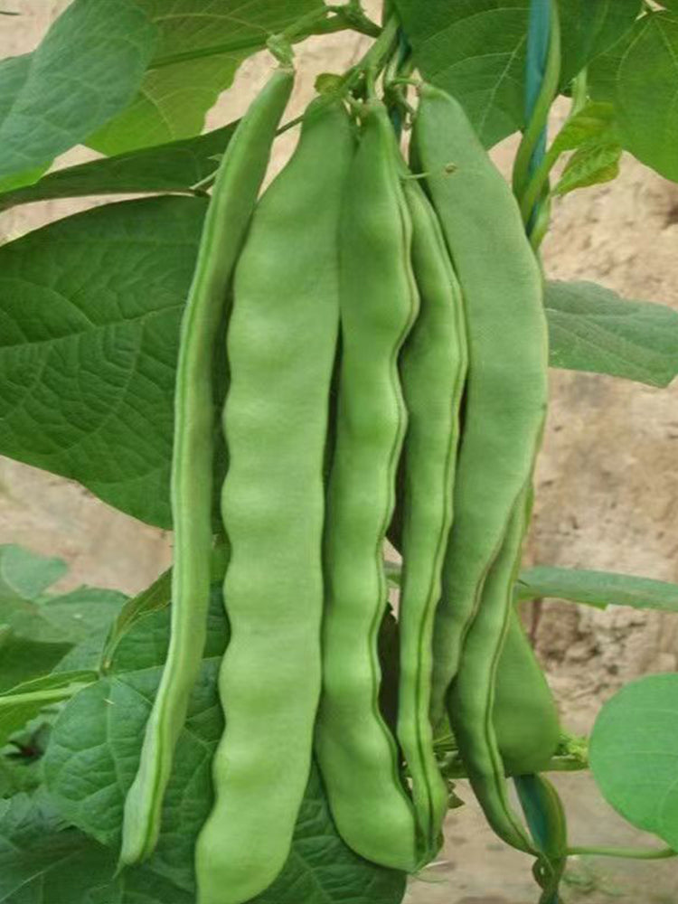 Green Dragon Snap Beans