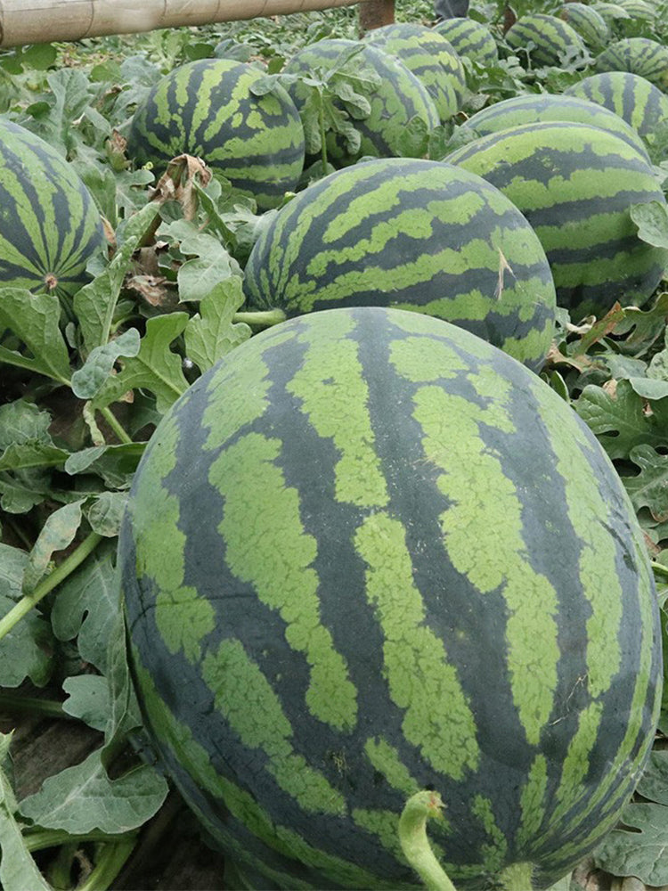 “Jinxiu Tianwang” Watermelons