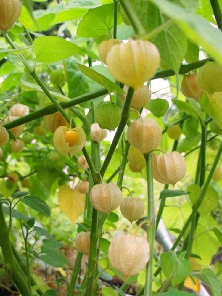 Groundcherry (Physalis pubescens)