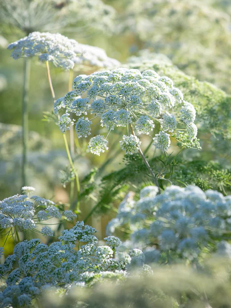 Bishop's Weed (Ammi visnaga)