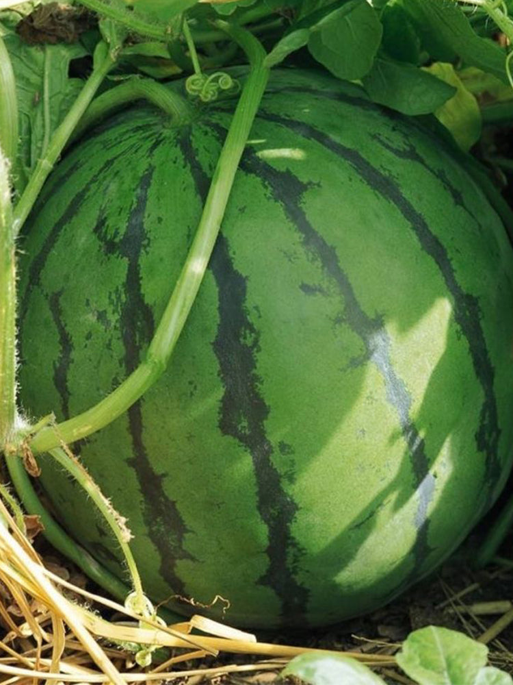 “Jinxiu Tianwang” Watermelons