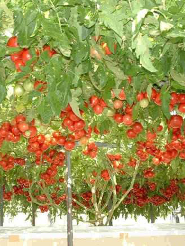 Shouguang Tomato Tree