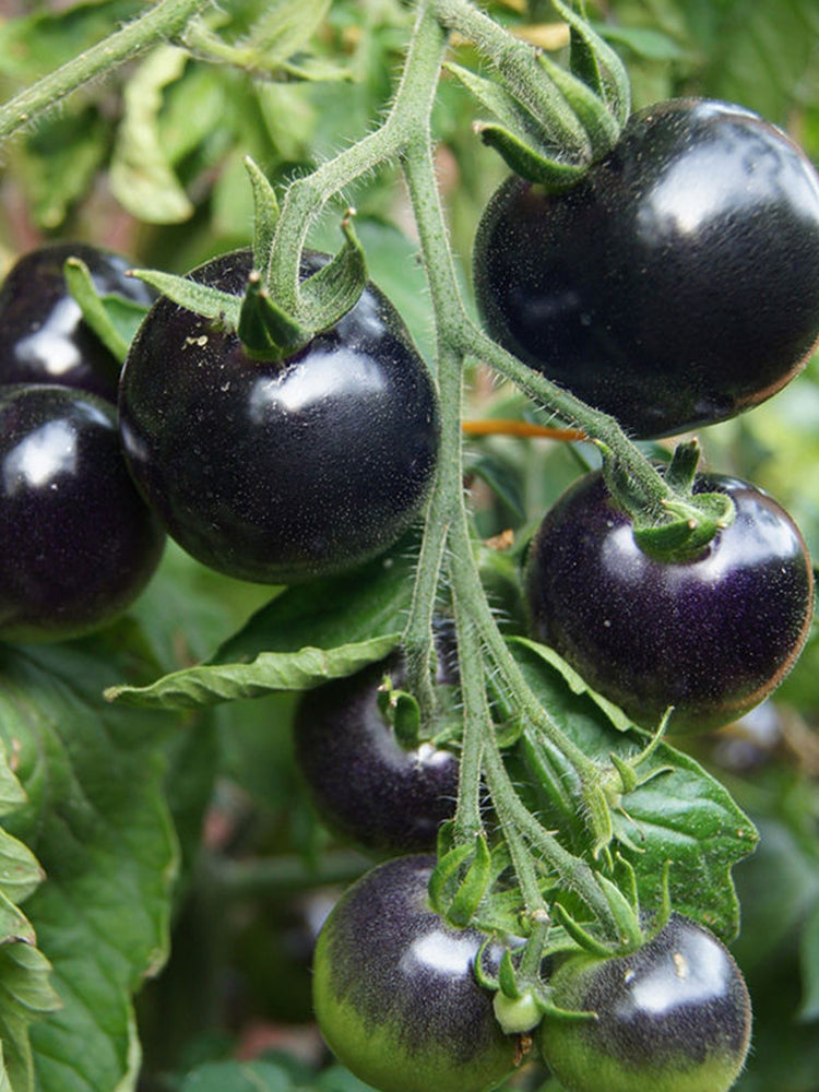 Black Knight Tomatoes