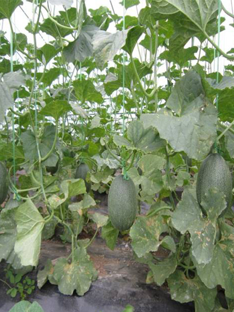 Qingshami Muskmelon