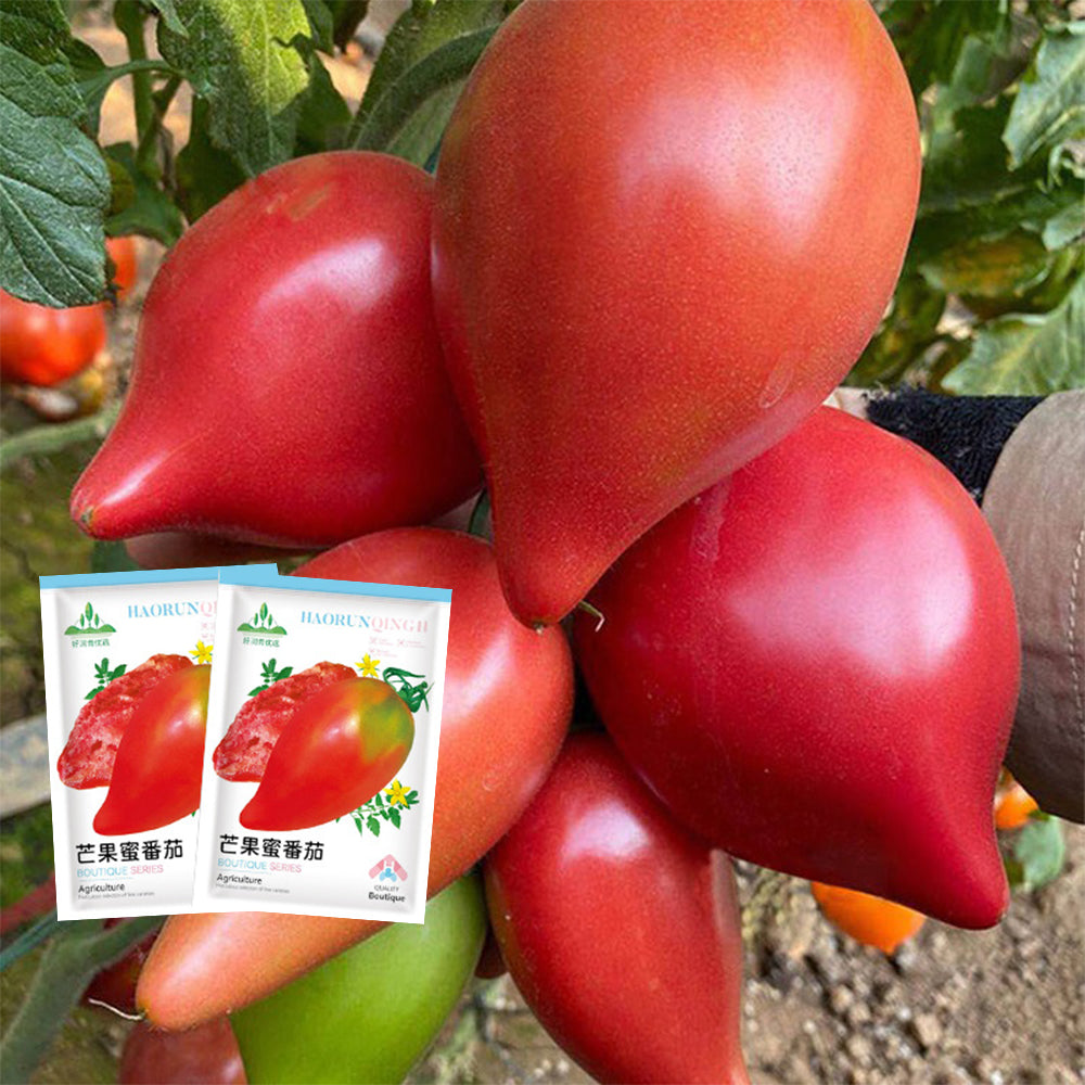 'Mango Honey' Marvel: 5 Bags of Red Banana Tomato Seeds