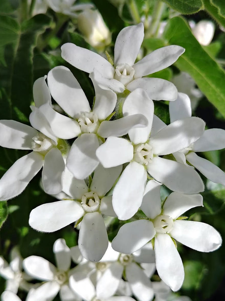 White Tweedia
