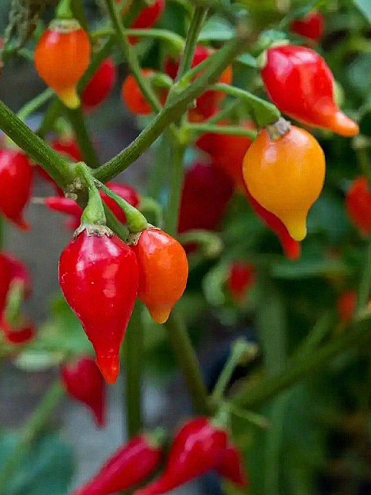 Fruit-flavored Lantern Peppers