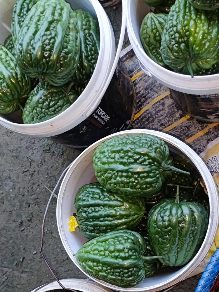 Huading No.5 Broad-top Bitter Gourds