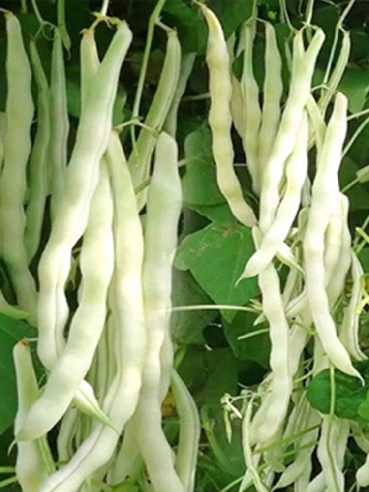 Continuously Harvestable Nine-grain White Kidney Beans