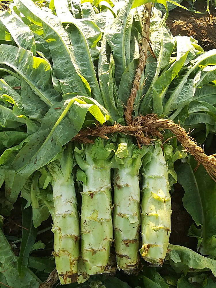 Double-tip Stem Lettuce