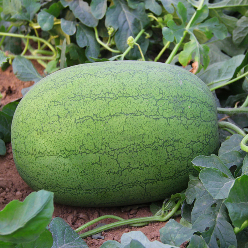 5 Bags (50 Seeds / Bag) 'Green Emperor' Watermelon Seeds