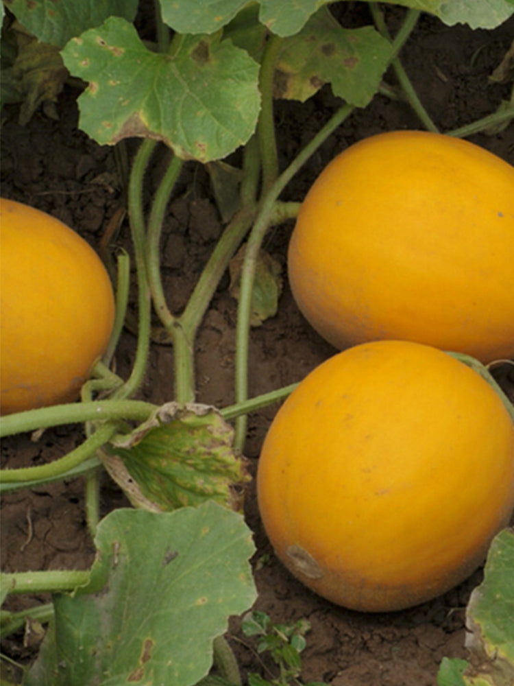 Jinxiangyu Muskmelon