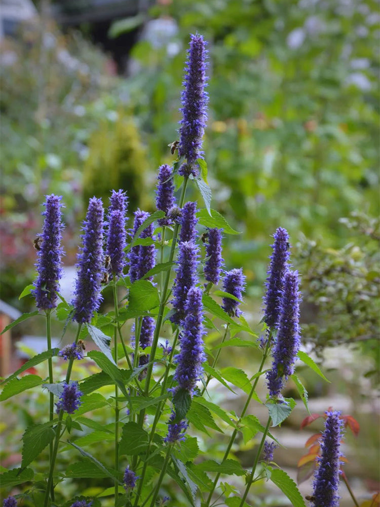 Korean mint (Agastache rugosa)