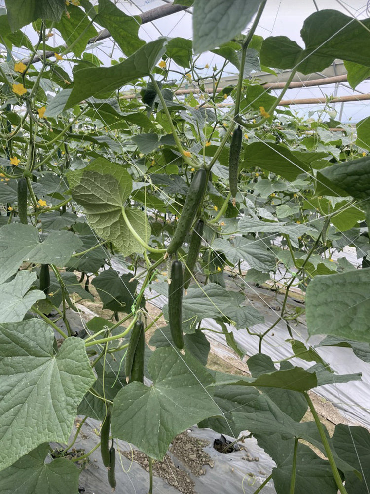 Guangliang No.74 Fruit Cucumbers