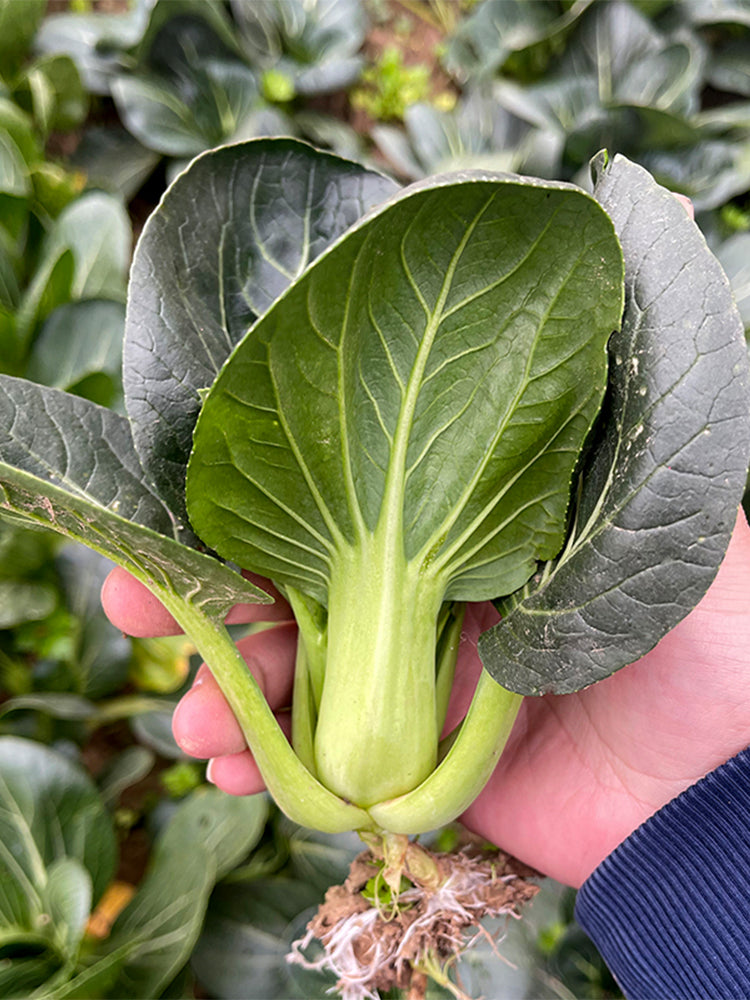 'Black General' Bok Choy