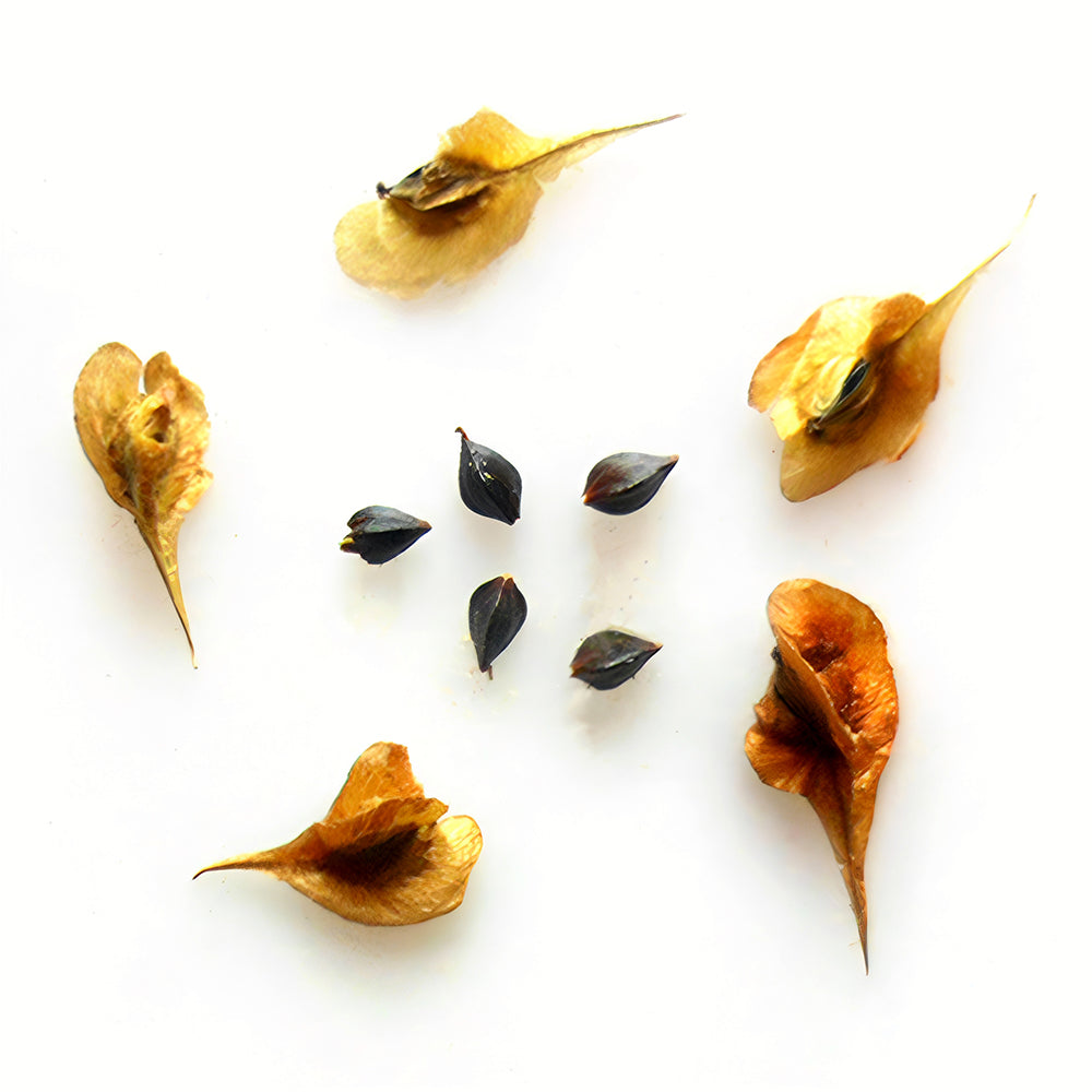 Premium Reynoutria Multiflora Seeds for Traditional Chinese Medicine
