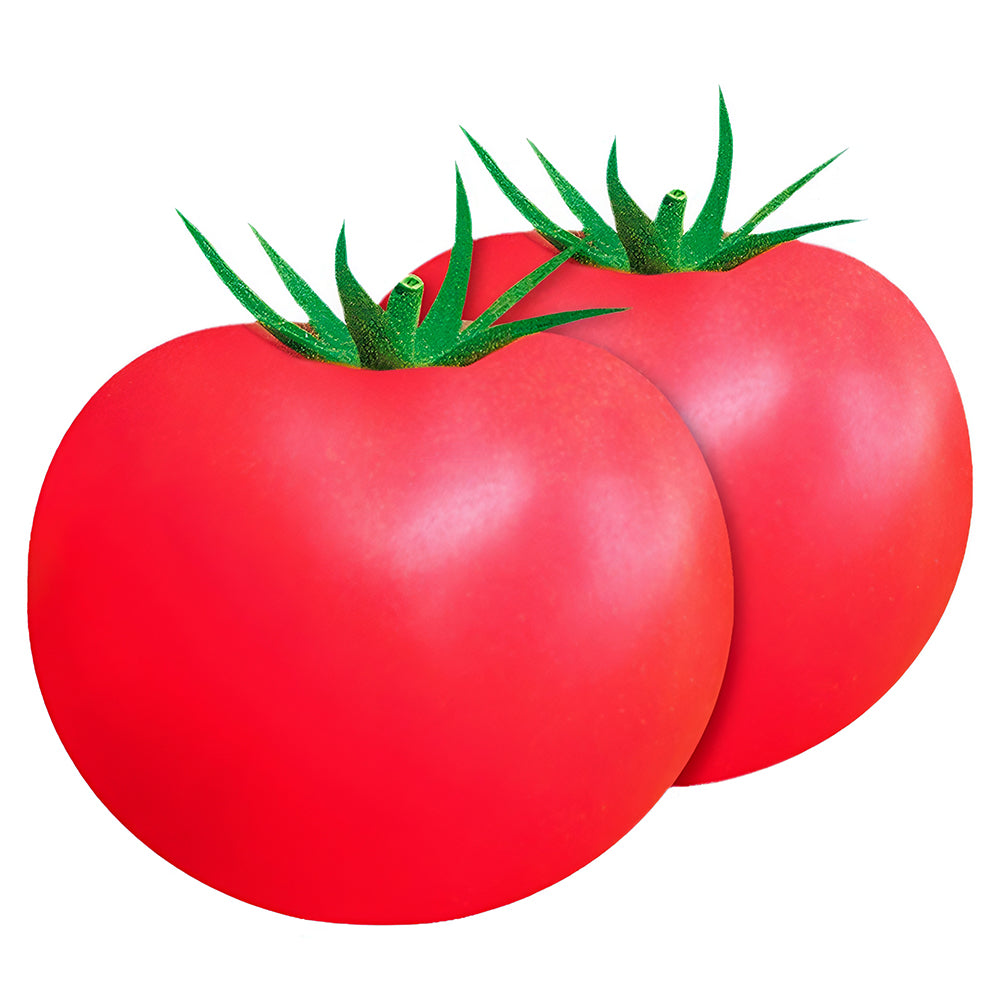 Harvest Brilliance: 5 Bags (200 Seeds / Bag) of 'China Veggies No.4' Tomatoes