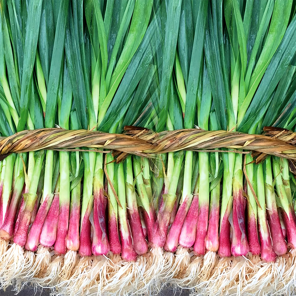 5 Bags (500 Seeds/ Bag) of Red Root Leek Seeds