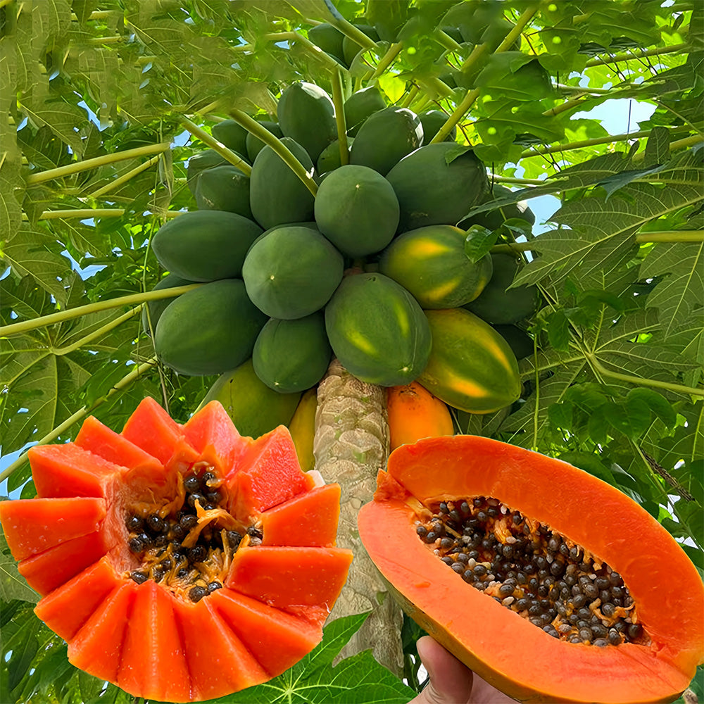 organic papaya seeds for planting Red-Hued Organic Papaya Seeds – MUCIAKIE