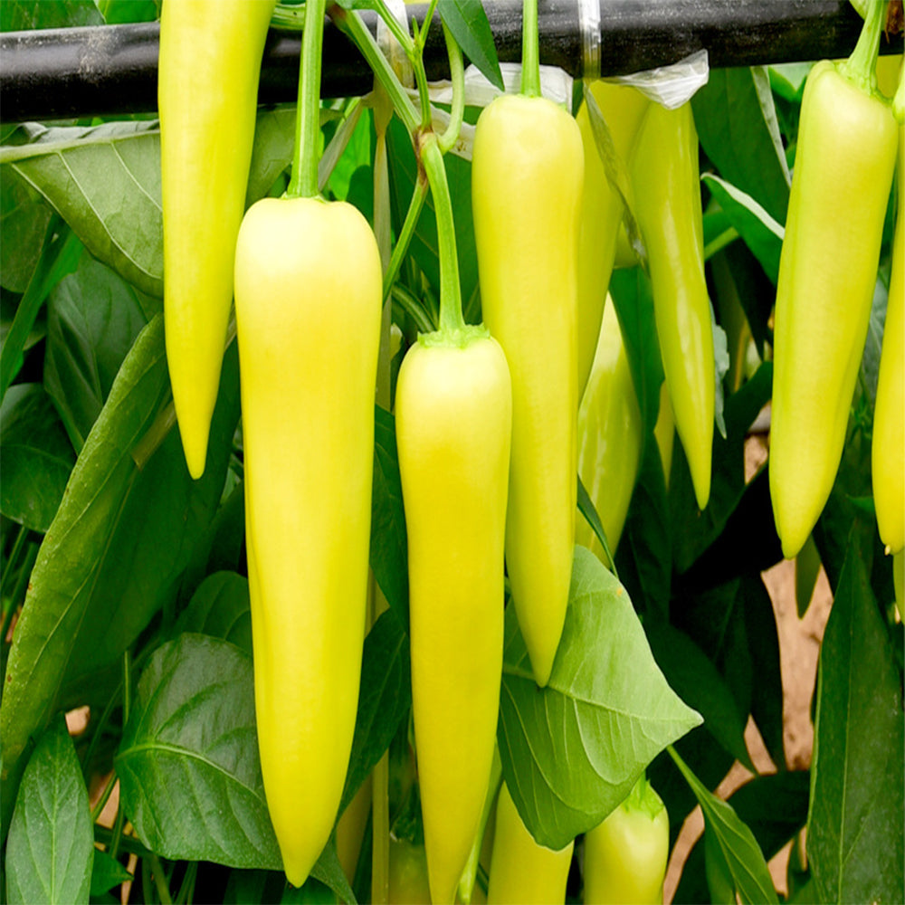 5 Bags (100 Seeds / Bag) of 'Golden Sword' Peppers