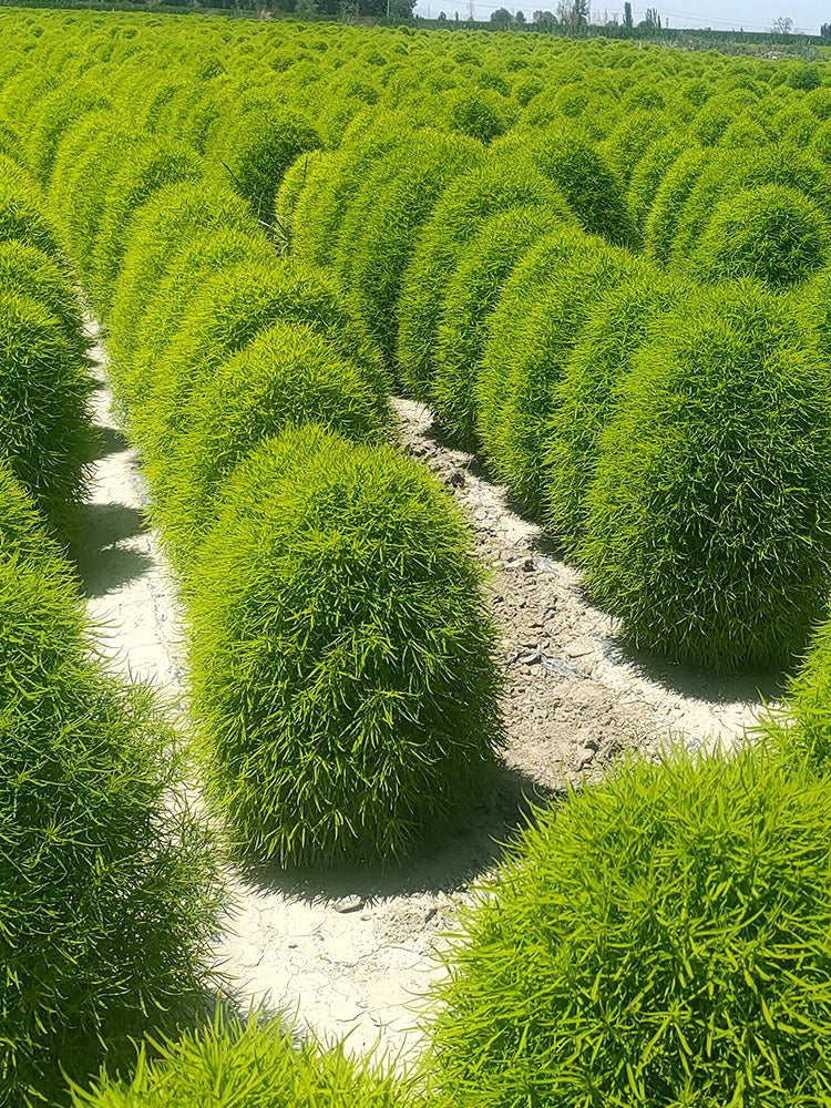 Kochia Scoparia, Green