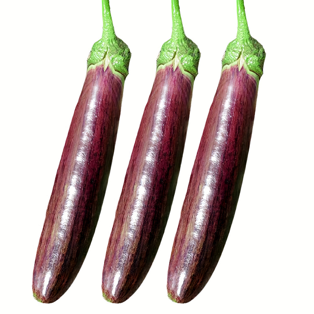 5 Bags (300 Seeds/Bag) of 'Sichuan Bamboo Silk' Eggplant Seeds