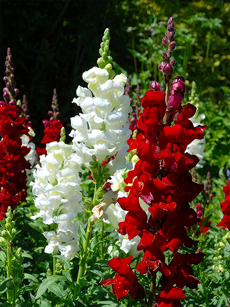 Dwarf Snapdragon, Mixed