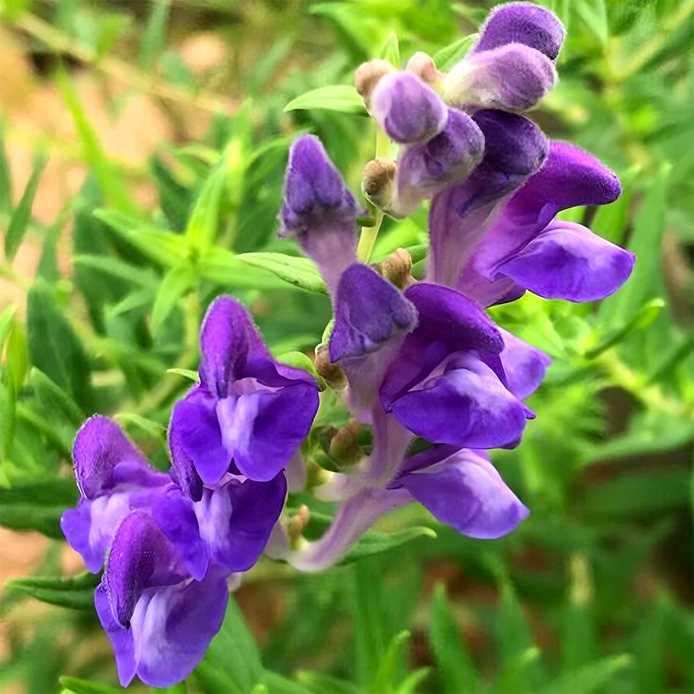 Bellfarm® Chinese Skullcap Seeds