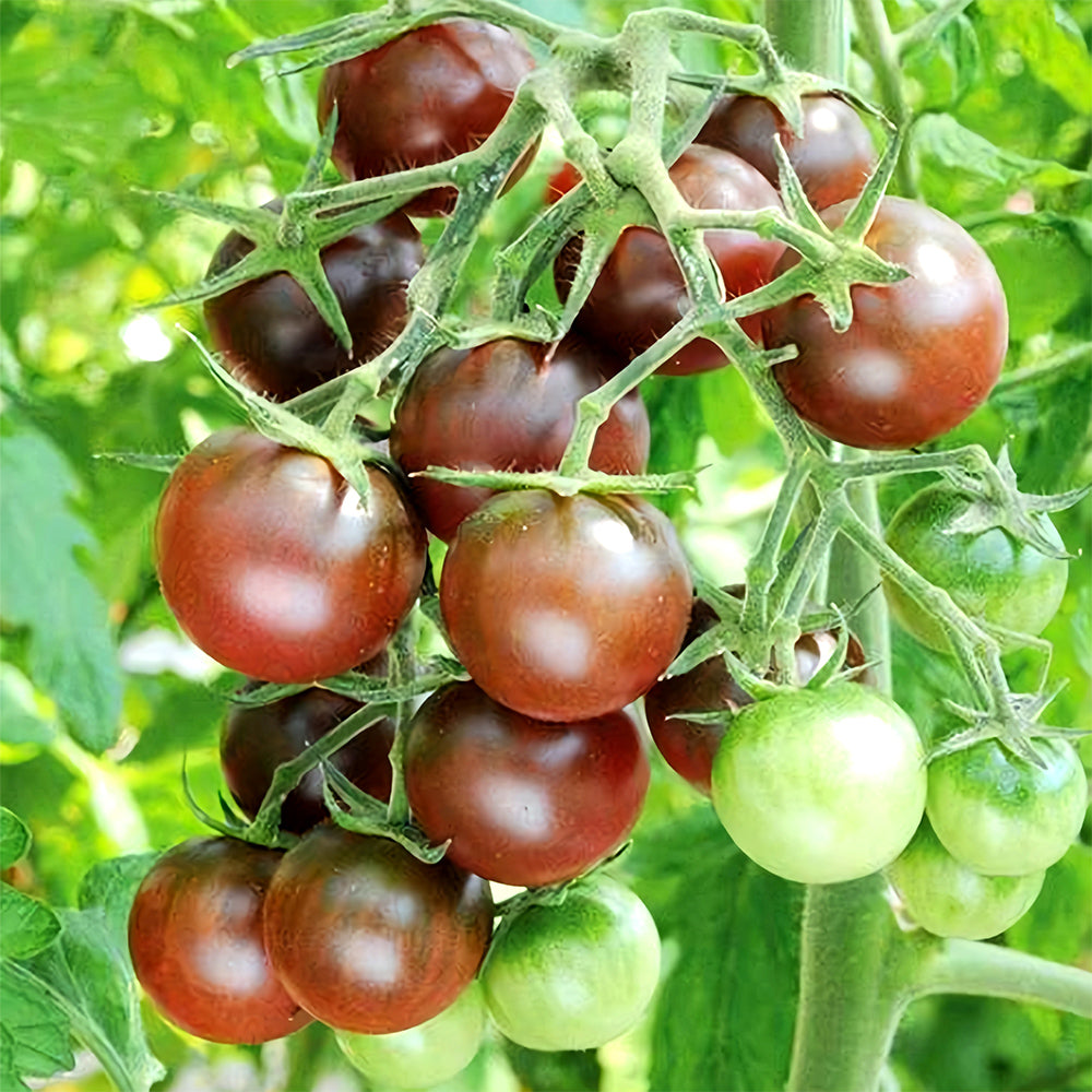 Sweets from Your Garden: 5 Bags (100 Seeds / Bag) of 'Purple Pearl' Cherry Tomatoes