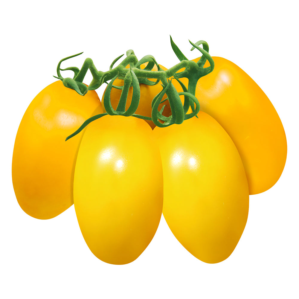 Sunshine Symphony: 5 Bags (200 Seeds/Bag) of 'Radiant Gold' Yellow Tomato Seeds