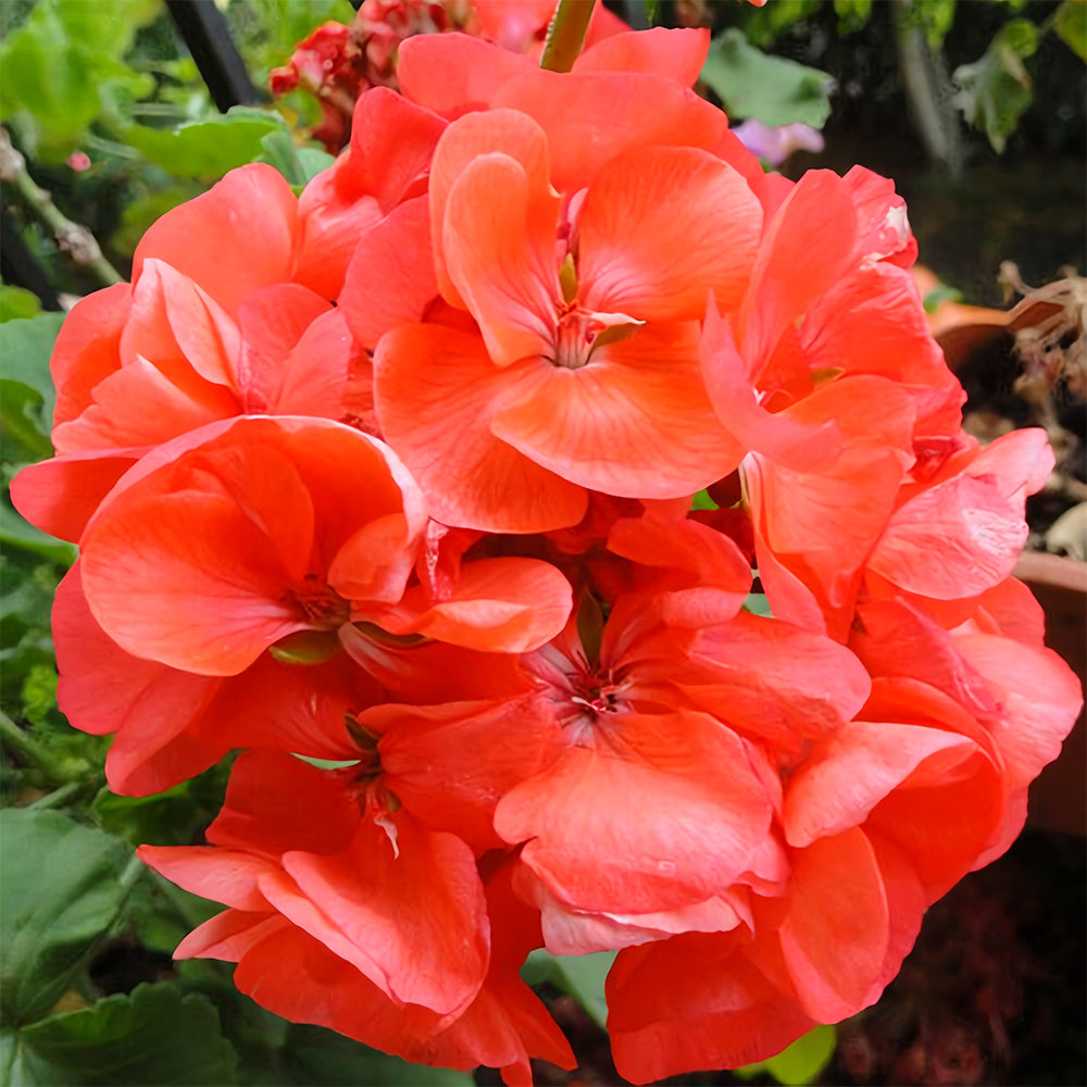 Geranium Seeds - Hrizon Coral Spice