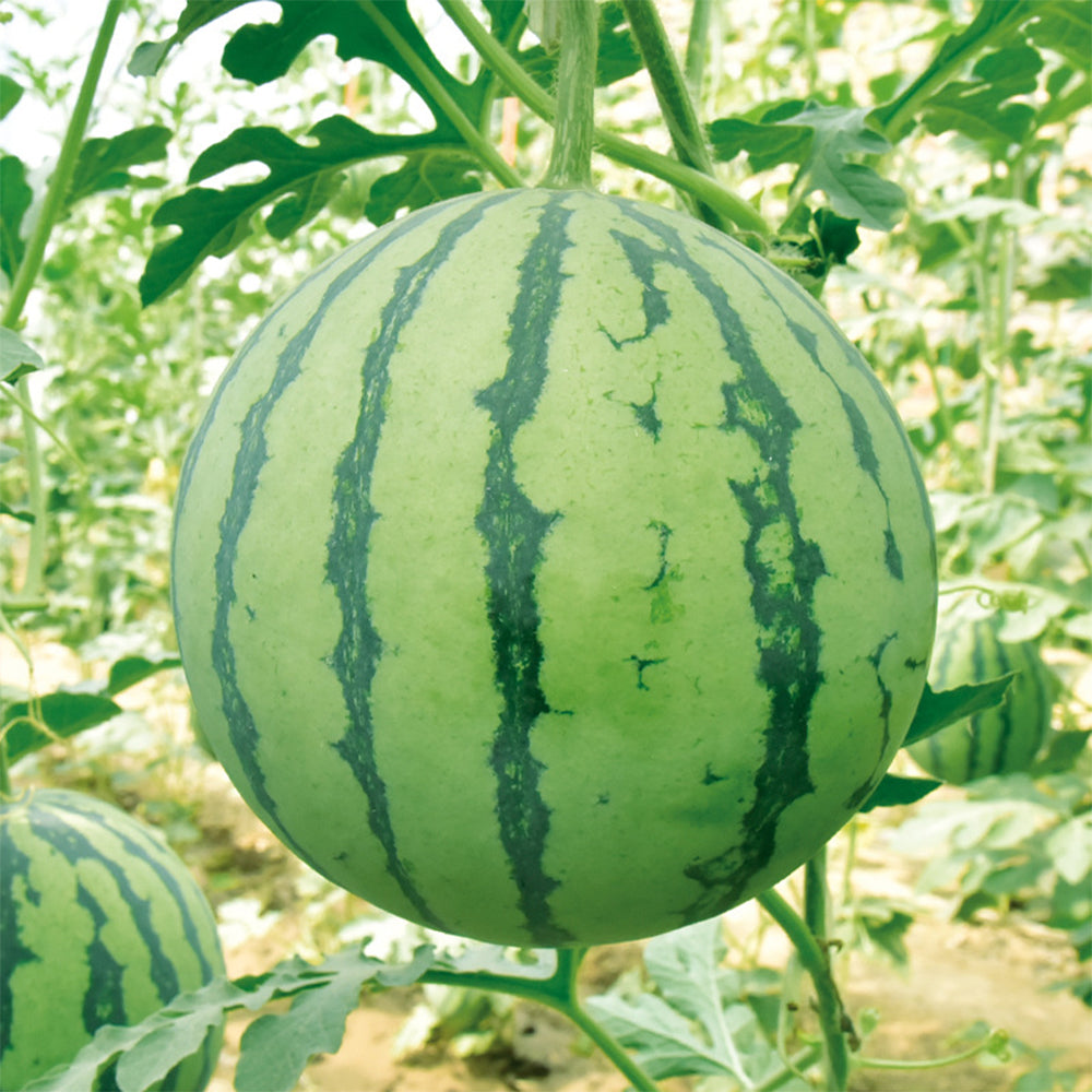 5 Bags (20 Seeds / Bag) 'Rainbow Ice Cream' Series Watermelon Seeds