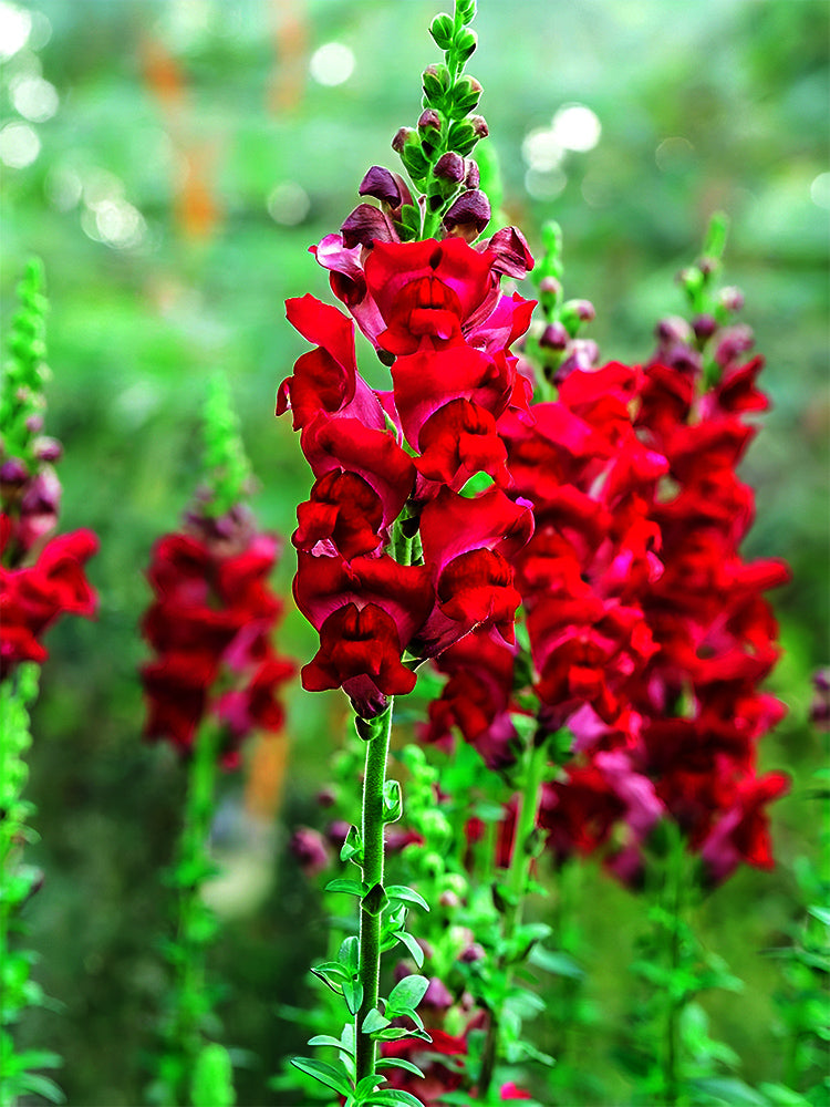 Tall Snapdragon, Dark Red